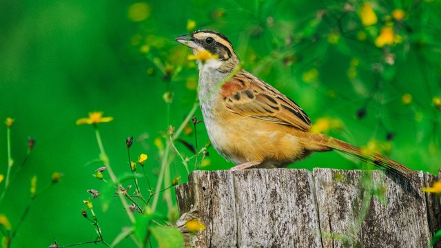 Birds-980.jpg