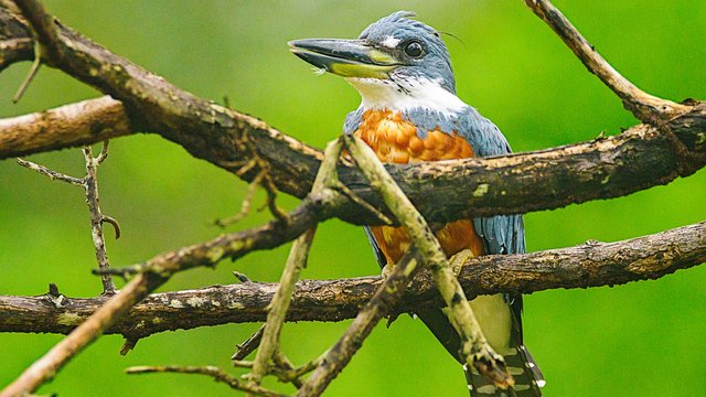 Birds-981.jpg