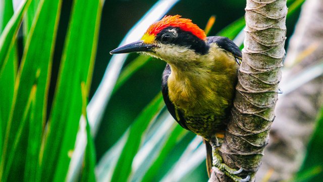 Birds-983.jpg
