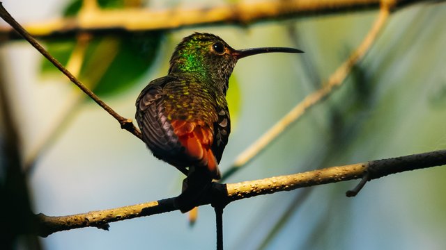 Birds-984.jpg