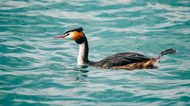 Birds-992.jpg