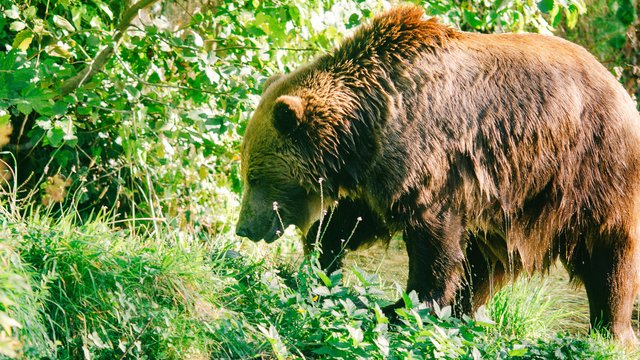 Wildlife-988.jpg