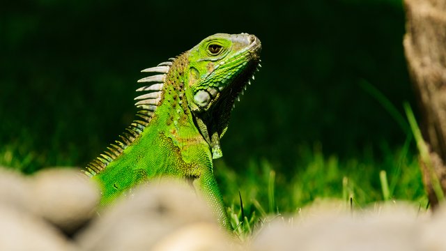 Wildlife-993.jpg