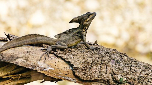 Wildlife-997.jpg